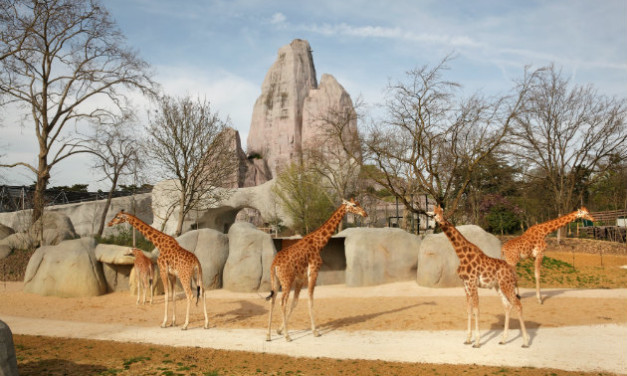 Parc  Zoologique  de  Paris ( Zoo de Vincennes )