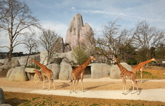 Parc  Zoologique  de  Paris ( Zoo de Vincennes )