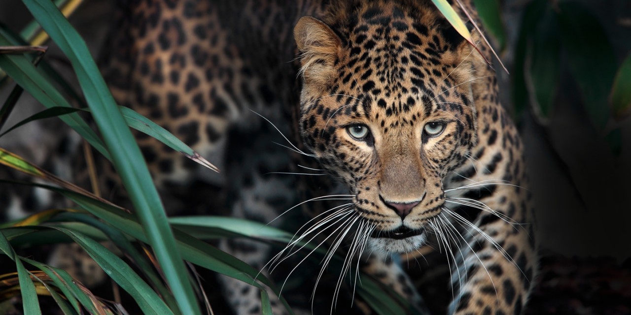 Ménagerie, le Zoo du Jardin des Plantes