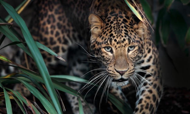 Ménagerie, le Zoo du Jardin des Plantes